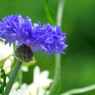 青色の花