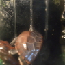 クサガメ6