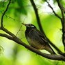 野鳥を探して　ツグミ