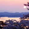 朝日と桜