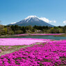 富士芝桜