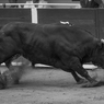 Mad Bull