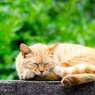 (-_-)゜zzz…