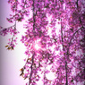 shining sakura...