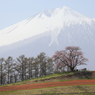 花愛でる