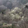 春の匂い