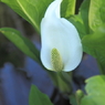 綺麗な水芭蕉２