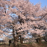 華麗なる姿１