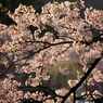 朝日に燃える