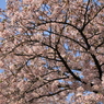 大きな広がり