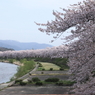 桧木内川桜全景