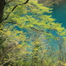 碧水の春