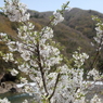 渓谷に添う