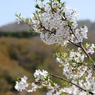 渓谷の花