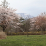 公園内桜