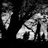 桜陰-4