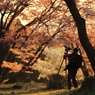 屏風岩公苑の桜が朝日に染まる