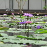 掛川花鳥園