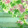 桜と鳥居