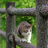 ねこ　その６５