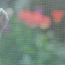 ネコ、花を見る
