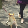 動物