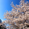 Hanami Train II
