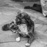 El Perro