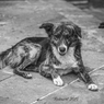 El Perro Dos