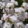 天の川(桜）