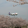 FedEx 777-FS2 「さくら」