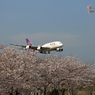 「さくら」 THAI A380-841