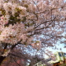 Hanami Train III