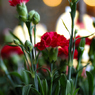 FLOWER 02