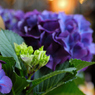 FLOWER 05