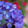 FLOWER 07