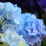 FLOWER 08