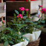 FLOWER 09