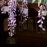 國領神社の千年の藤4