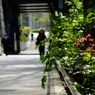 朝に揺れる緑