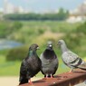 サミット 