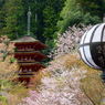 長谷寺の桜_01
