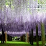河内藤園
