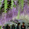 河内藤園