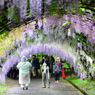 河内藤園