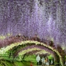 河内藤園