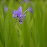 杜若（カキツバタ）