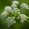 春の野草など -1