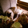 ねこ