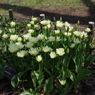 円山公園(4)1605